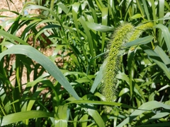 Setaria italica