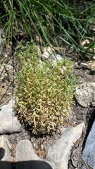 Lysimachia linum-stellatum