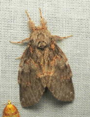 Peridea angulosa