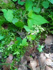 Stachys boraginoides