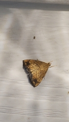 Evergestis pallidata