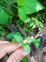 Stachys boraginoides
