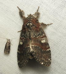 Peridea ferruginea