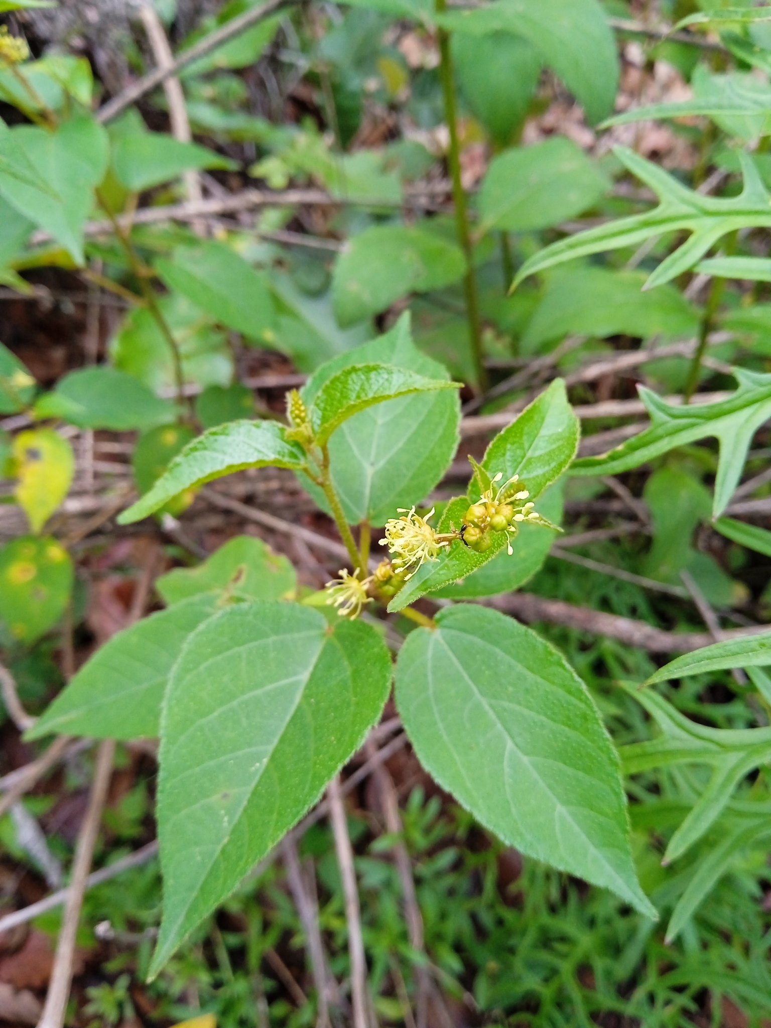 Croton adspersus