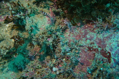 Notoclinops segmentatus