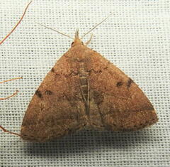 Zanclognatha dentata