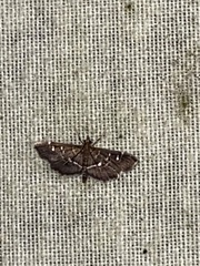 Diathrausta reconditalis