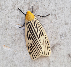 Macrobrochis albovenosa