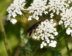 Exetastes fornicator nervulus