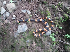 Oxyrhopus petolarius
