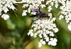 Exetastes fornicator nervulus