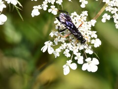 Exetastes fornicator nervulus