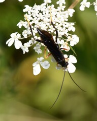 Exetastes fornicator nervulus