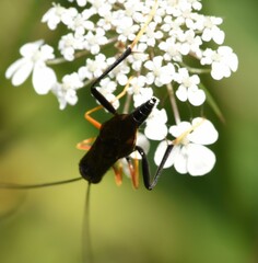 Exetastes fornicator nervulus