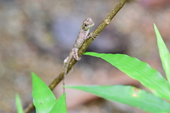 Diploderma polygonatum polygonatum