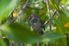 Camarhynchus heliobates