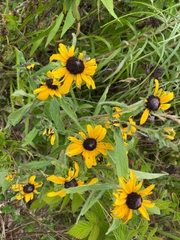 Rudbeckia