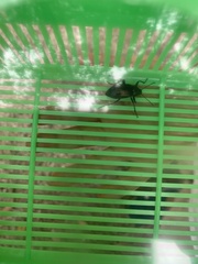 Spondylis buprestoides