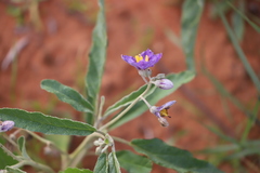 Solanum esuriale
