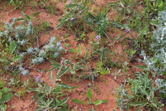 Solanum esuriale