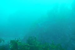 Odax pullus