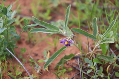 Solanum esuriale