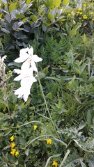 Paradisea liliastrum