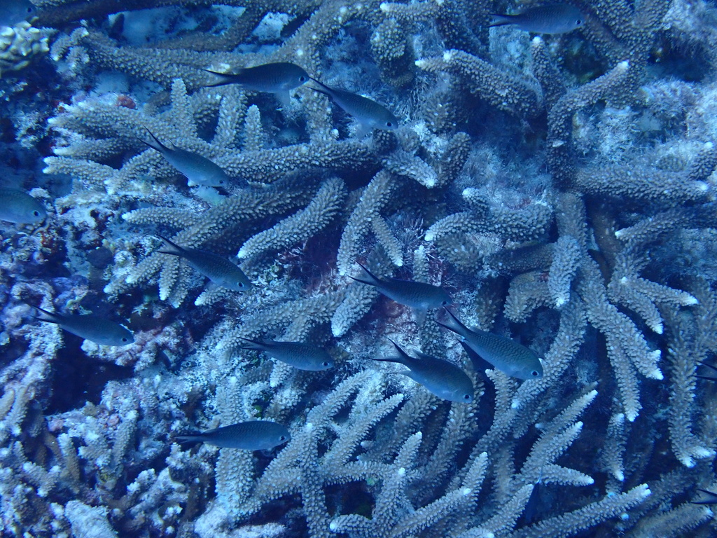 Ternate chromis