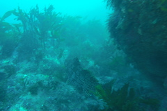 Aplodactylus arctidens