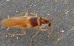 Supella