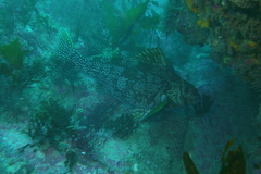 Aplodactylus arctidens