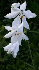 Paradisea liliastrum