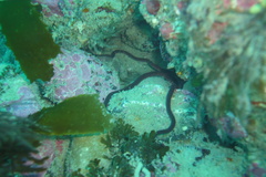 Ophiopsammus maculata