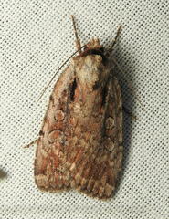 Eueretagrotis attentus