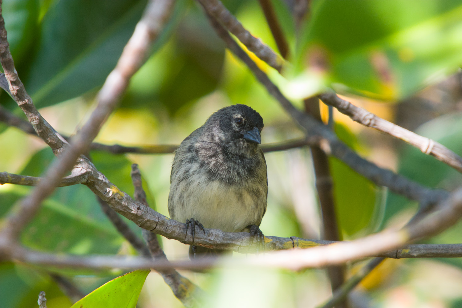 Mangrove Finch illustration