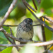 Mangrove Finch - Photo (c) Greg Lasley, some rights reserved (CC BY-NC), uploaded by Greg Lasley