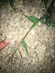 Urochloa reptans