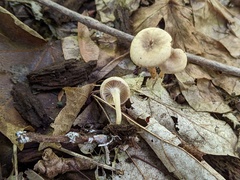 Clitocybe eccentrica