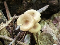 Clitocybe eccentrica