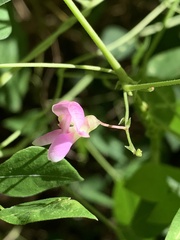 Phaseolus polystachios