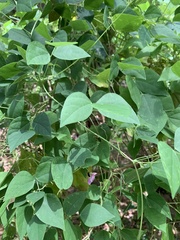 Phaseolus polystachios