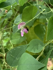 Phaseolus polystachios