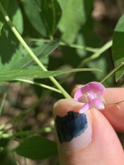 Phaseolus polystachios