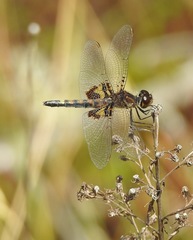 Celithemis martha