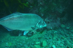 Latridopsis ciliaris