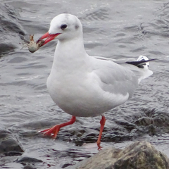 Chroicocephalus maculipennis