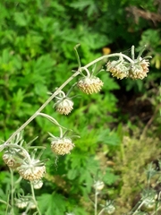 Artemisia jacutica