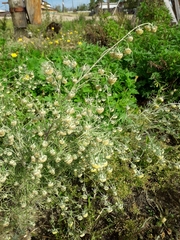 Artemisia jacutica