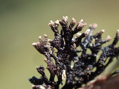 Hypogymnia hultenii