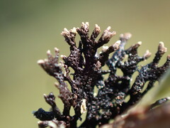 Hypogymnia hultenii